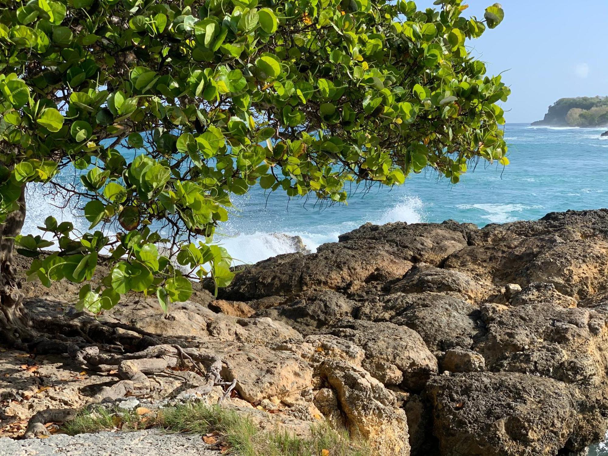 Anse-Bertrand La Maison Creole Du Flamboyant - Proche Des Plages מראה חיצוני תמונה